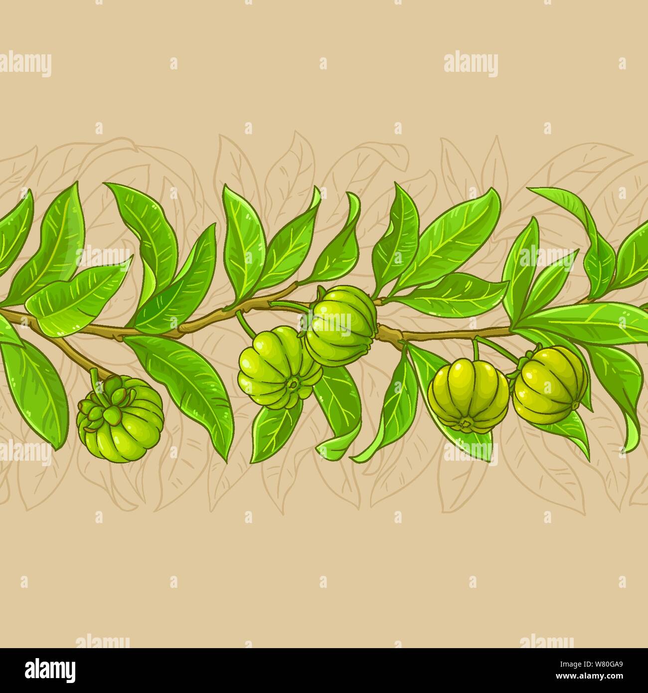 garcinia vector pattern on color background Stock Vector