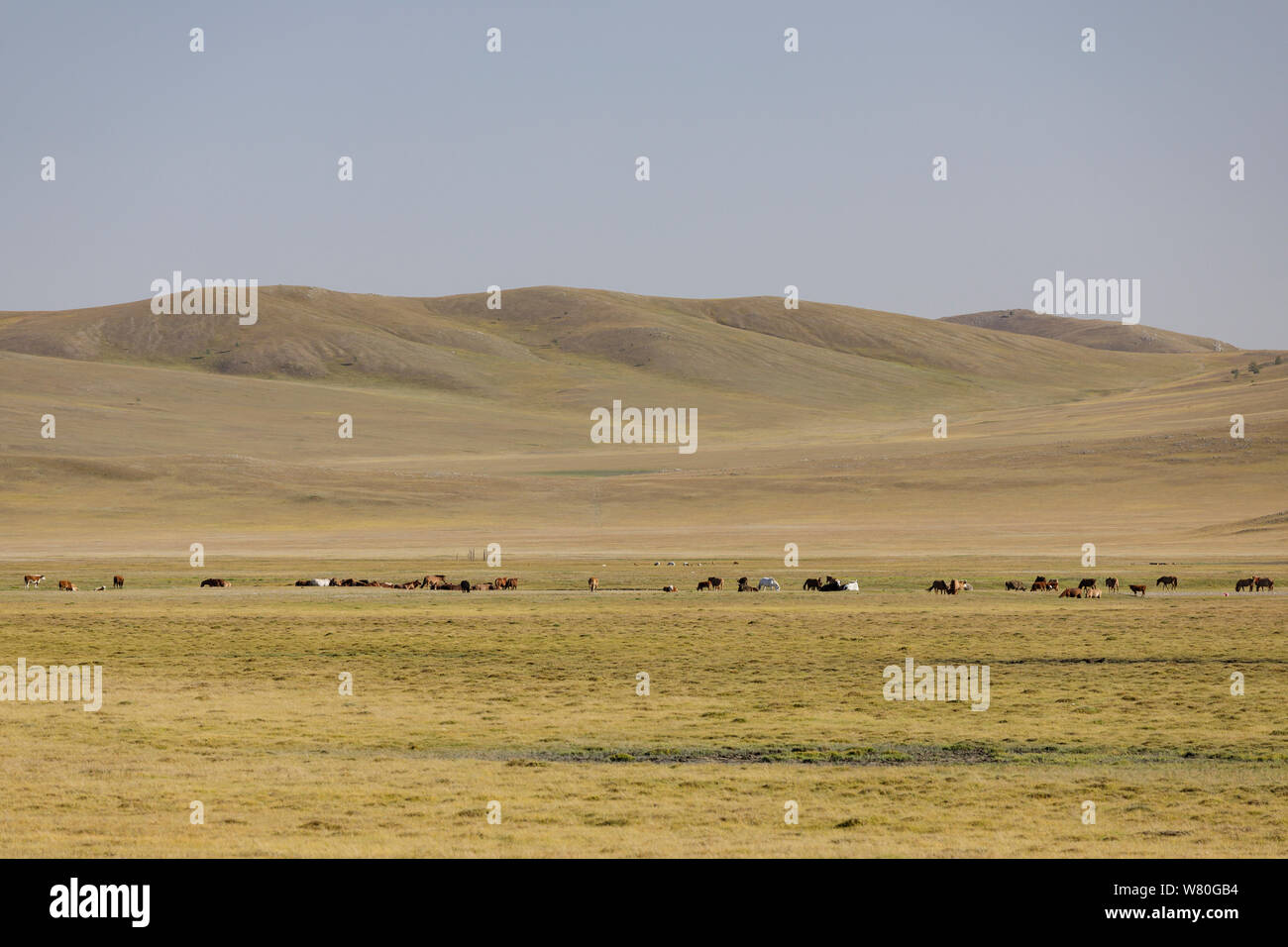 The vast landscapes of Khentii Province in Mongolia. Stock Photo