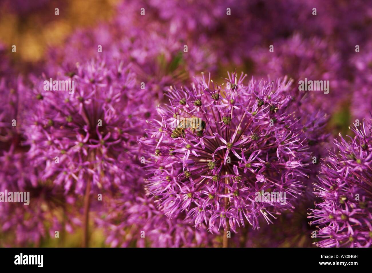 Single bee on a purple allium flower with bokeh background. Stock Photo