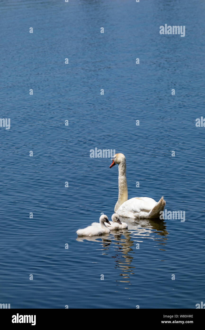 Family of amazing beautiful white swans swimming in the calm blue water of Pamvotida lake, Ioannina Epirus, Greece, spring daytime Stock Photo