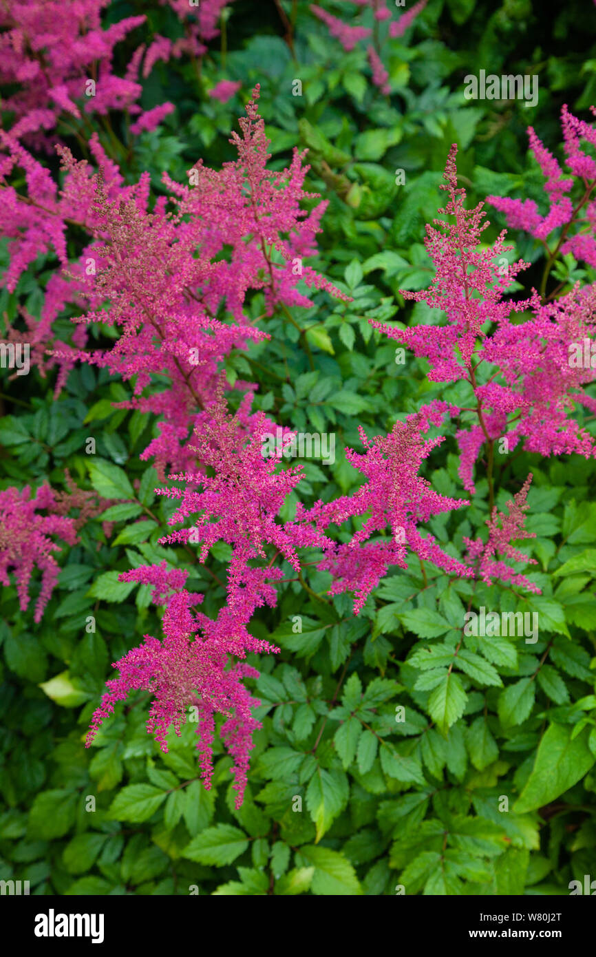 The bright pink flowers of an Astilbe during a Scottish summer. Stock Photo