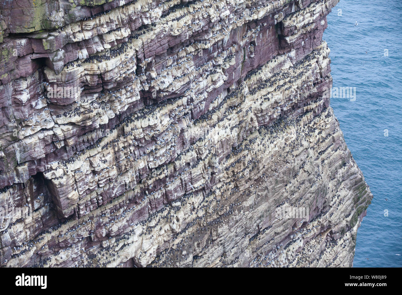 Cliffs on the western coast of Handa Island covered in nesting birds, Sutherland, Scotland, UK Stock Photo