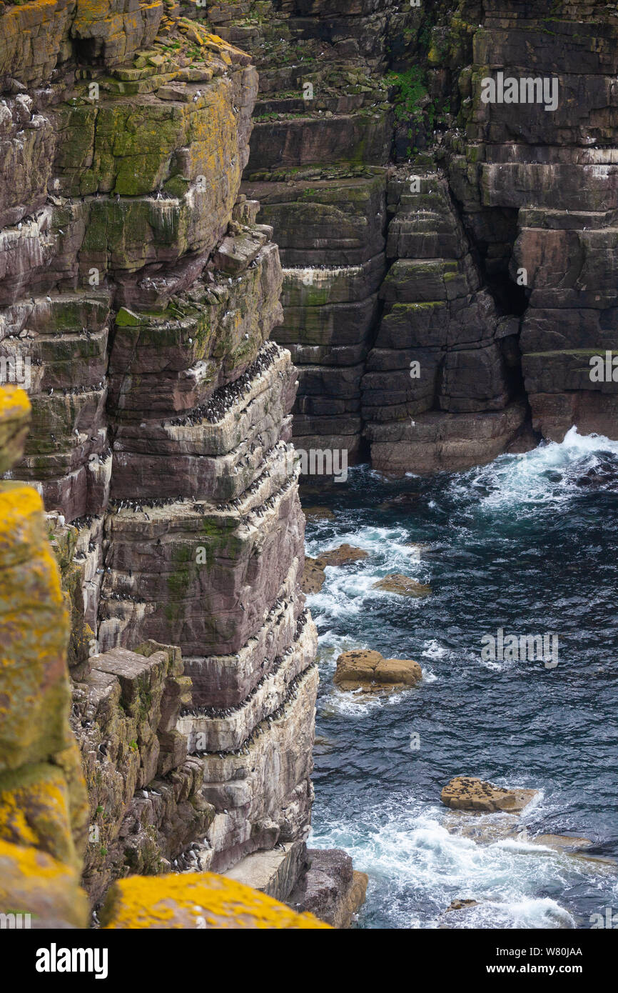 A close up of sea cliffs on the Isle of Handa off the West Coast of Scotland Stock Photo