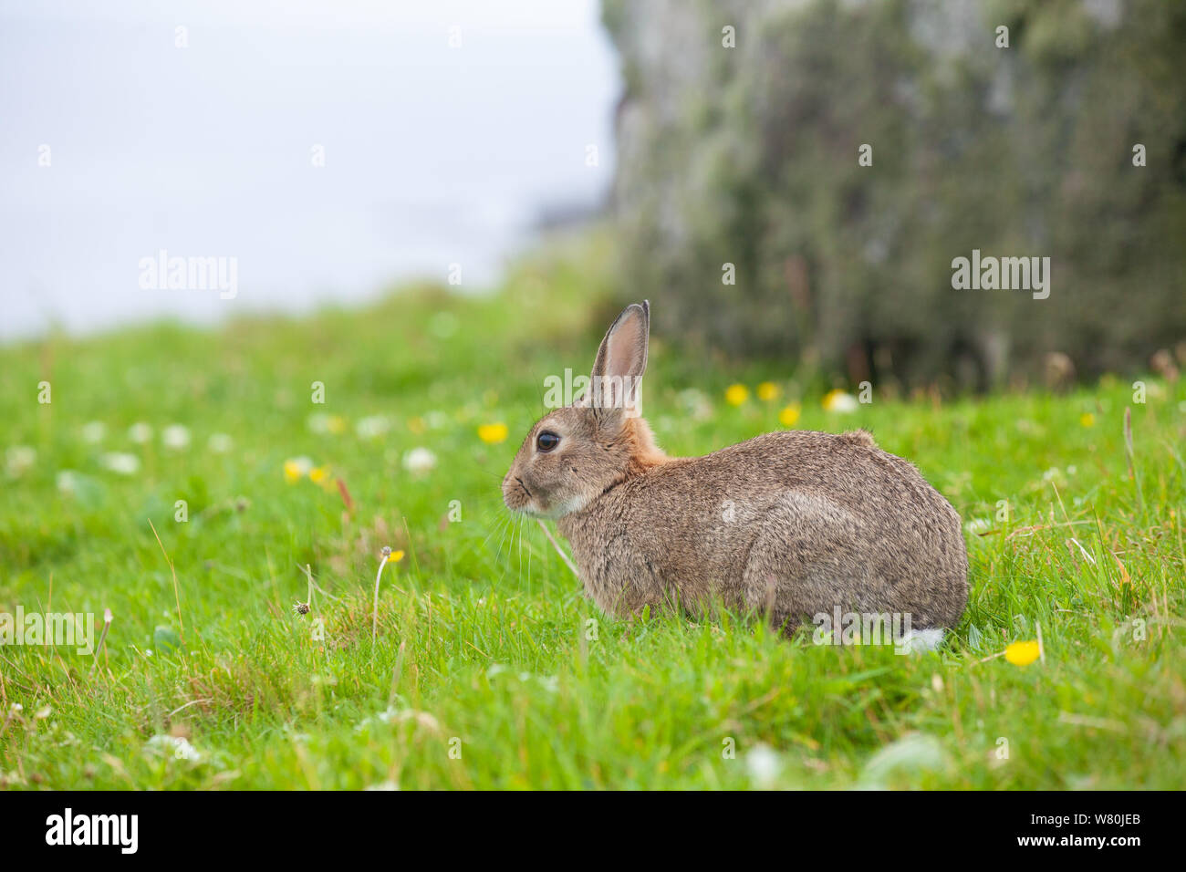 A wild rabbit on the Isle of Handa off the West coast of Scotland. Stock Photo