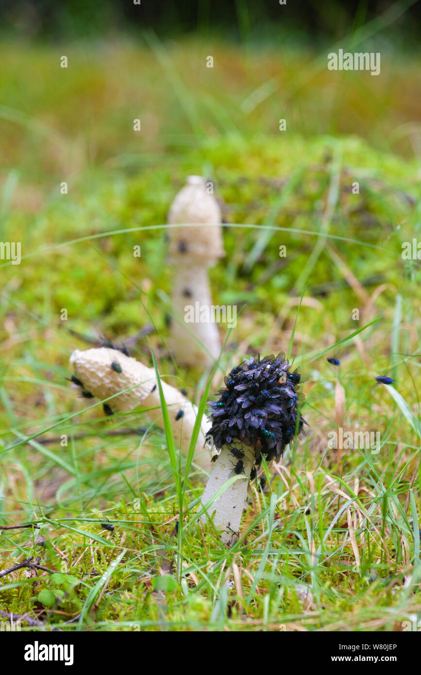 Stinkhorn Mushroom Phallus impudicus covered in bluebottle flies in a wood near Aberdeen. Stock Photo