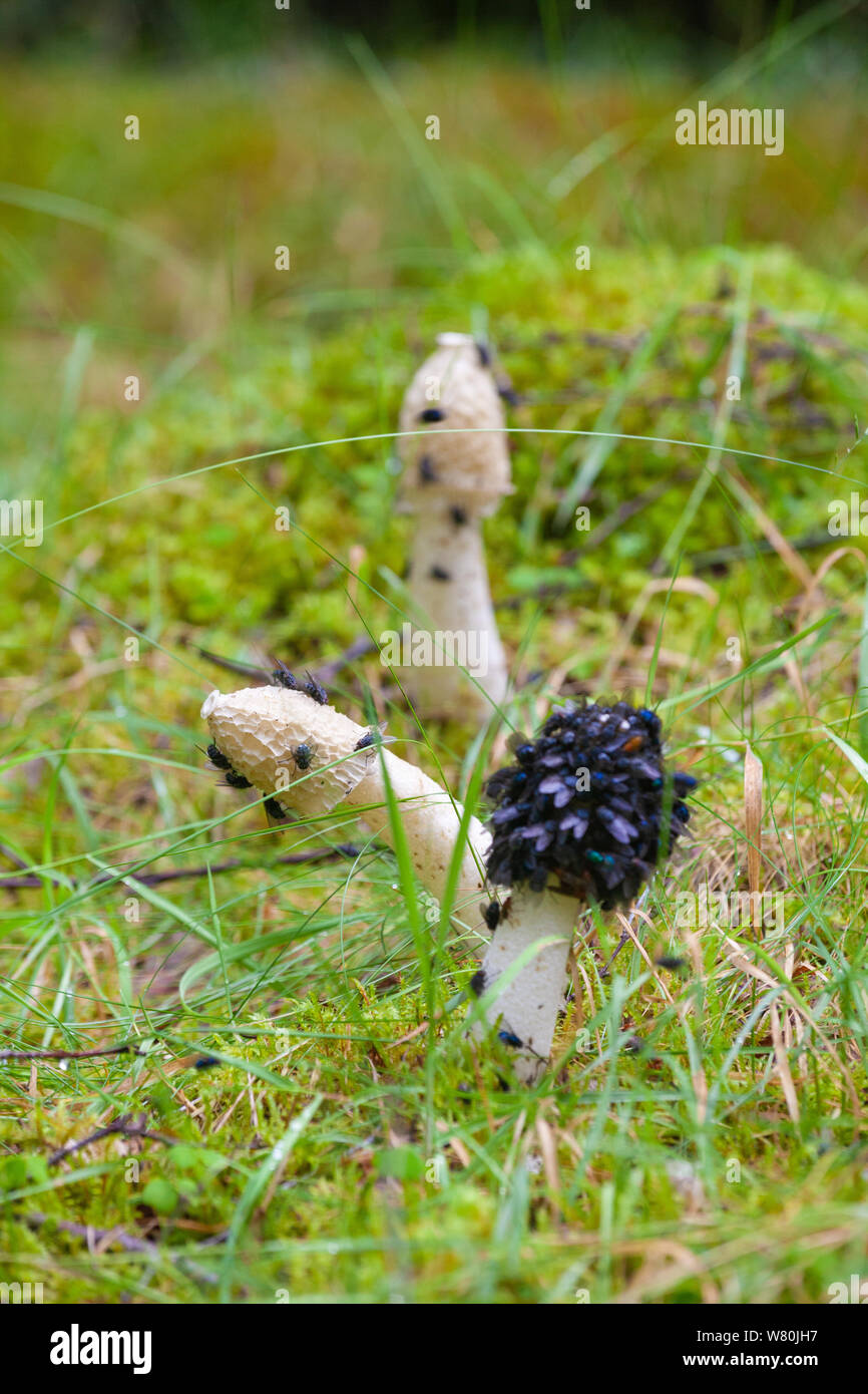 Stinkhorn Mushroom Phallus impudicus covered in bluebottle flies in a wood near Aberdeen. Stock Photo