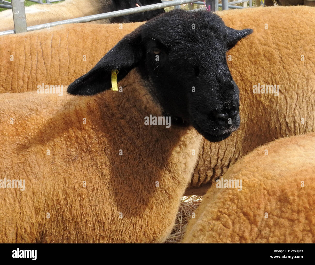 Wigtown horticultural and poultry show 2019  - A  (dyed) Suffolk Sheep Stock Photo