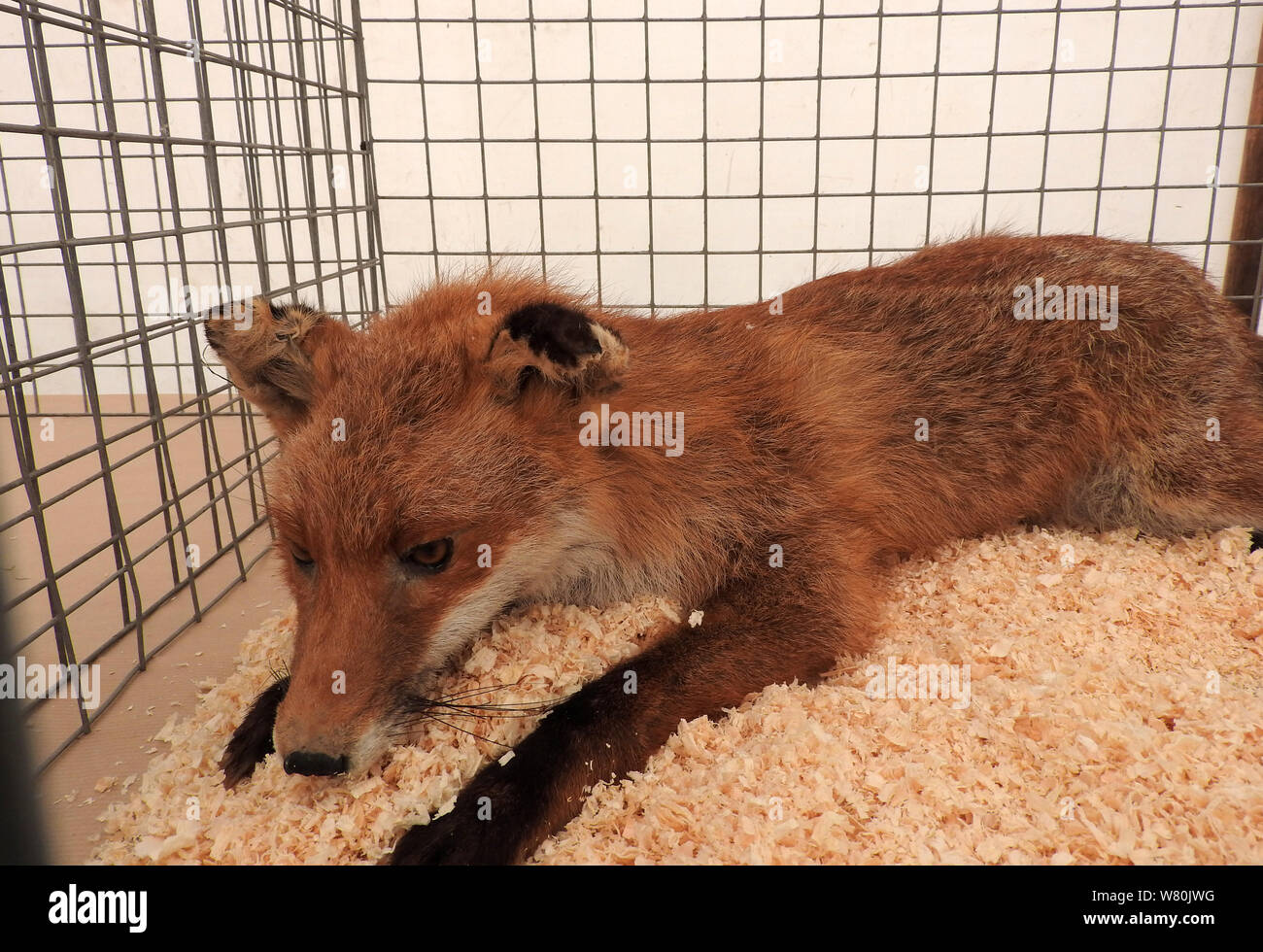 A caged fox Stock Photo