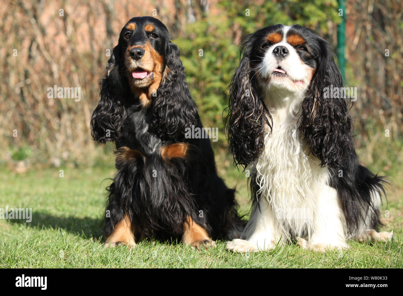 difference between king charles and cavalier king charles