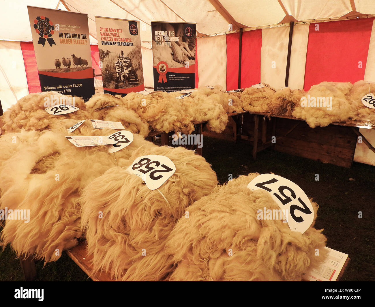 Wigtown horticultural and poultry show 2019 - Scottish wool fleece exhibits Stock Photo