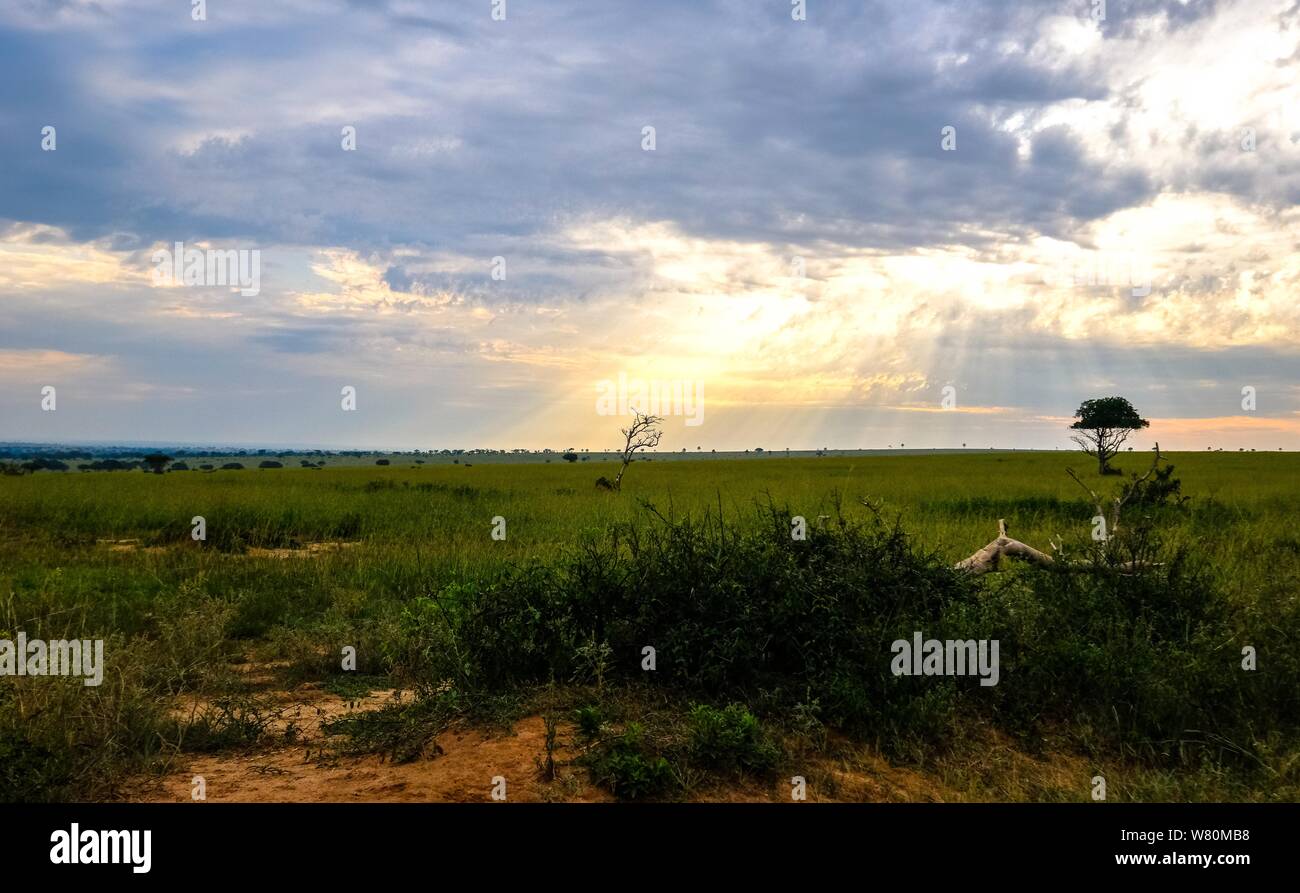Grassy field with trees and a sun shining through the clouds Stock ...