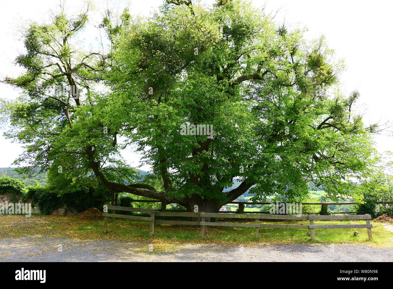 Alter Baum im Schlossgarten von Schloss Spangenberg in Hessen Stock Photo