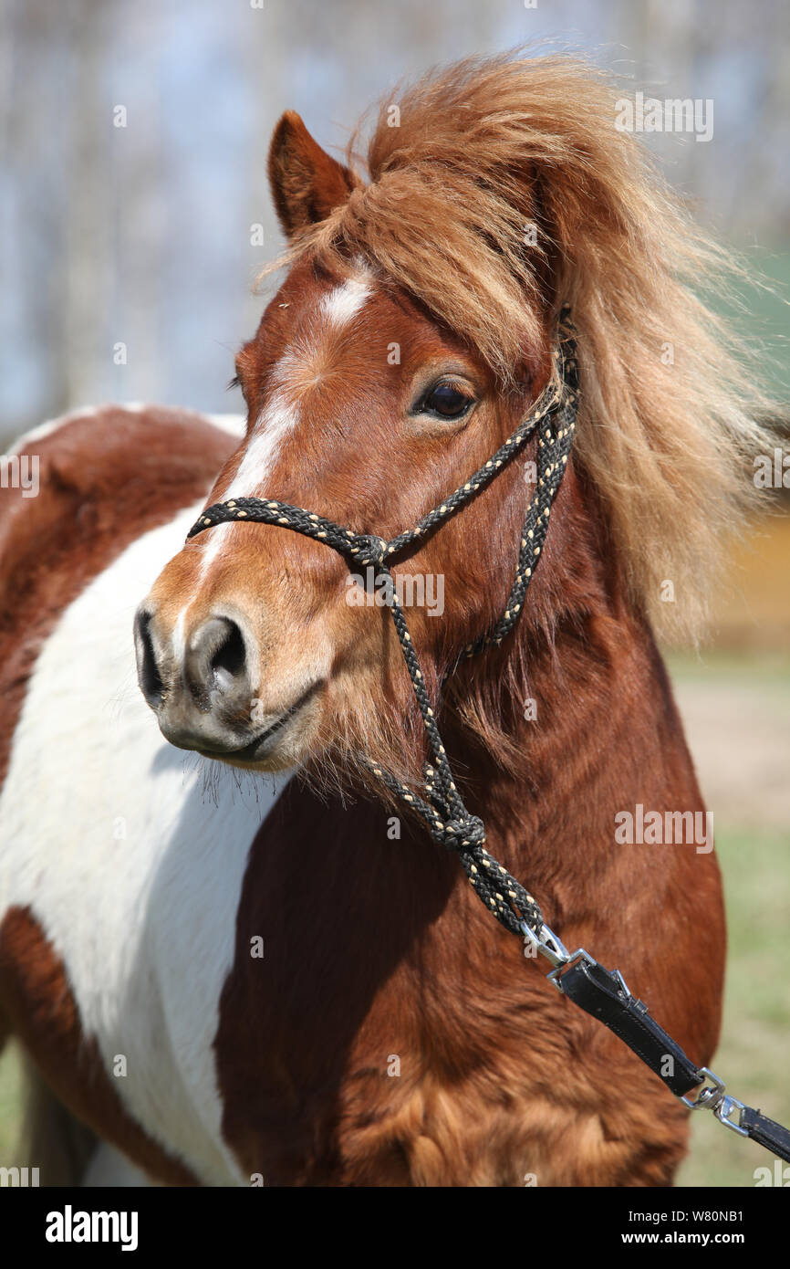 Beautiful skewbald Shetland pony standing alone in outdoor Stock Photo