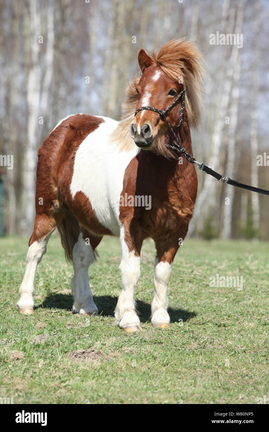 Beautiful skewbald Shetland pony standing alone in outdoor Stock Photo