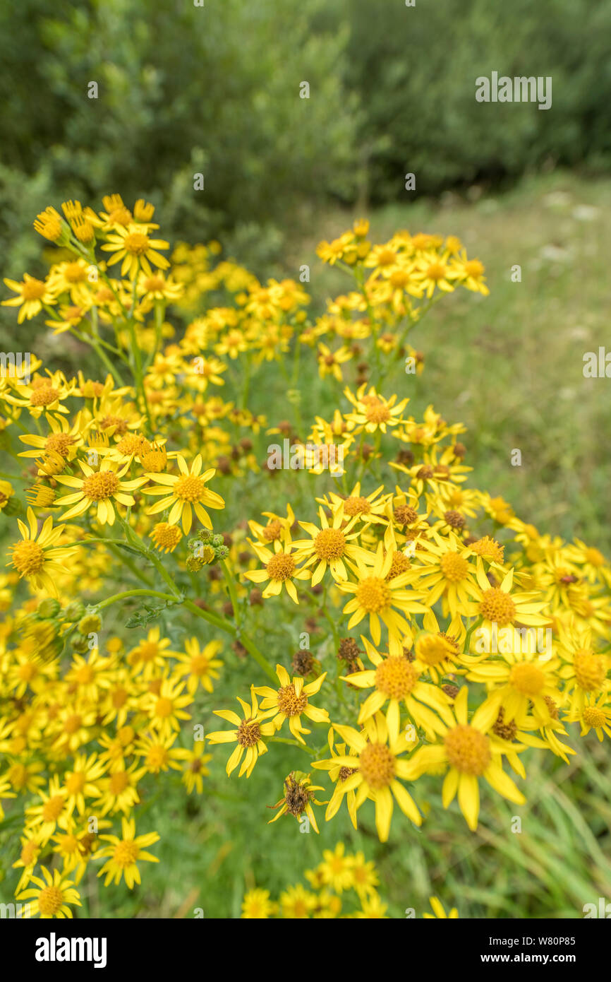 Yellow Weeds High Resolution Stock Photography and Images Alamy
