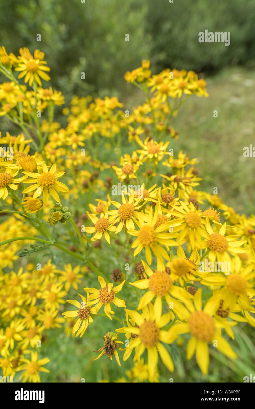 Massed yellow flowers of Common Ragwort / Jacobaea vulgaris syn Senecio