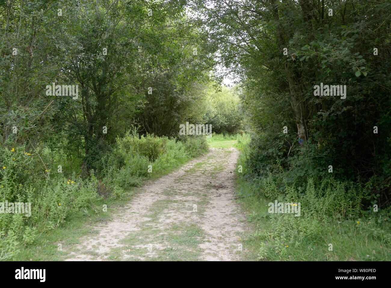 The track at Knepp rewilding park, Sussex Stock Photo