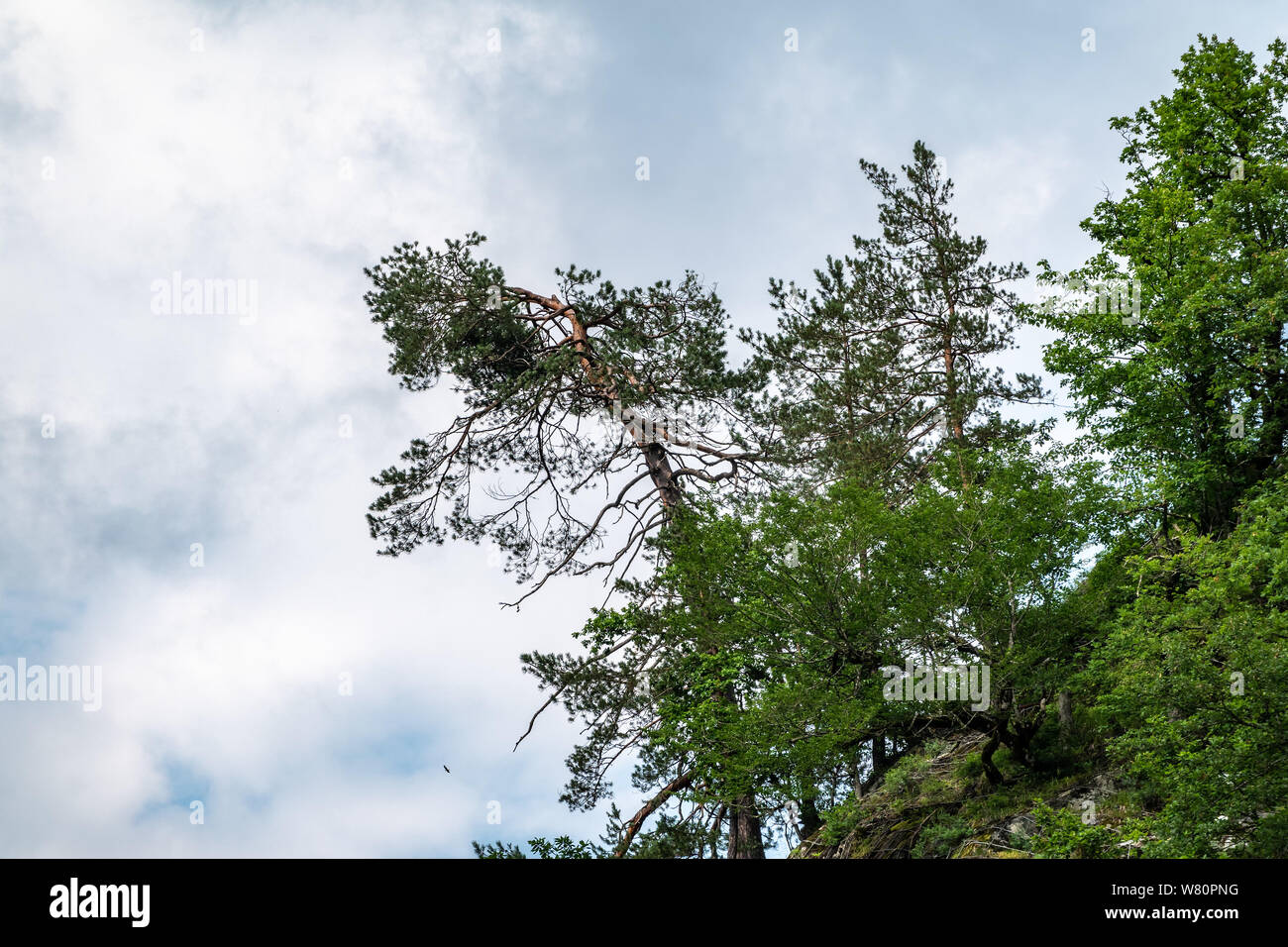 A pine tree with a curved trunk grows on the edge of a cliff. Cloudy ...