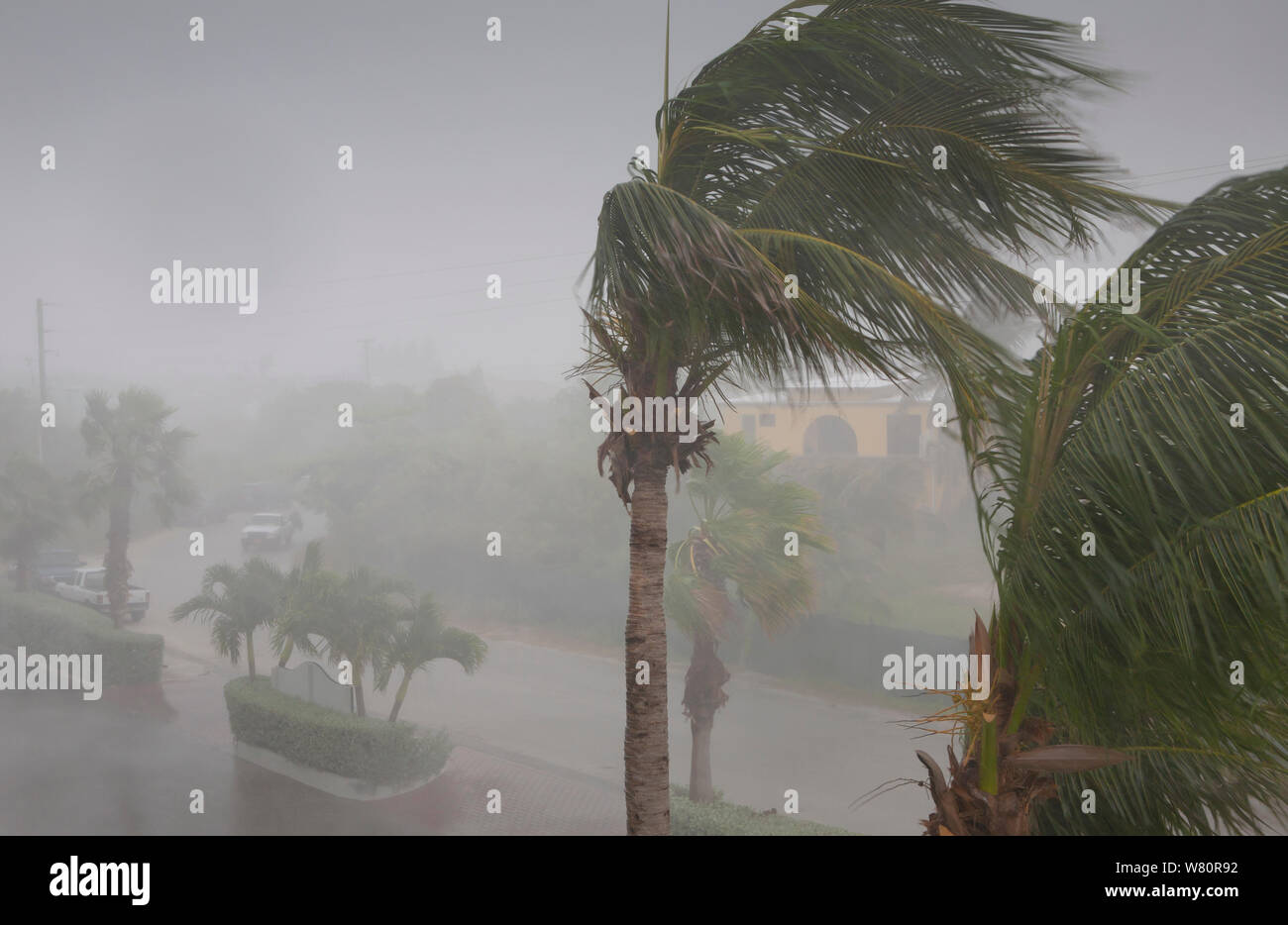palm trees being battered in torrential rain and wind in a tropical storm cyclone Stock Photo