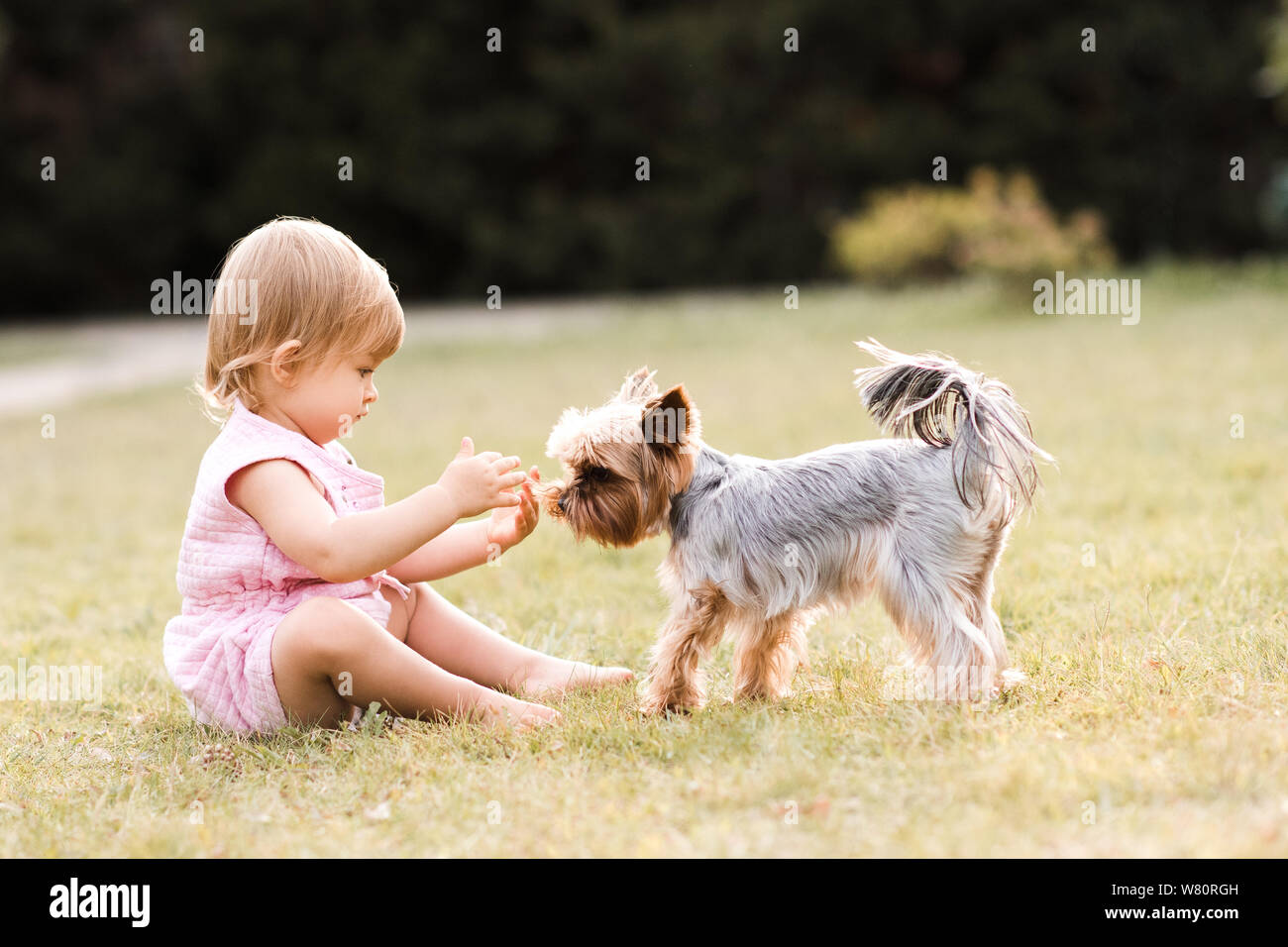 Yorkshire Terrier: The Smallest Companion Dog, image size:1300x956