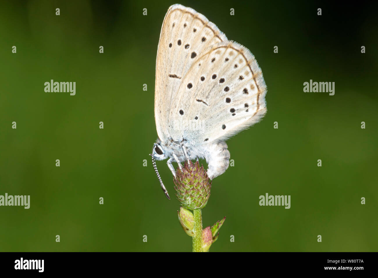 The dusky large blue is laying eggs on a herbaceous plant Sanguisorba officinalis (great burnet) Stock Photo
