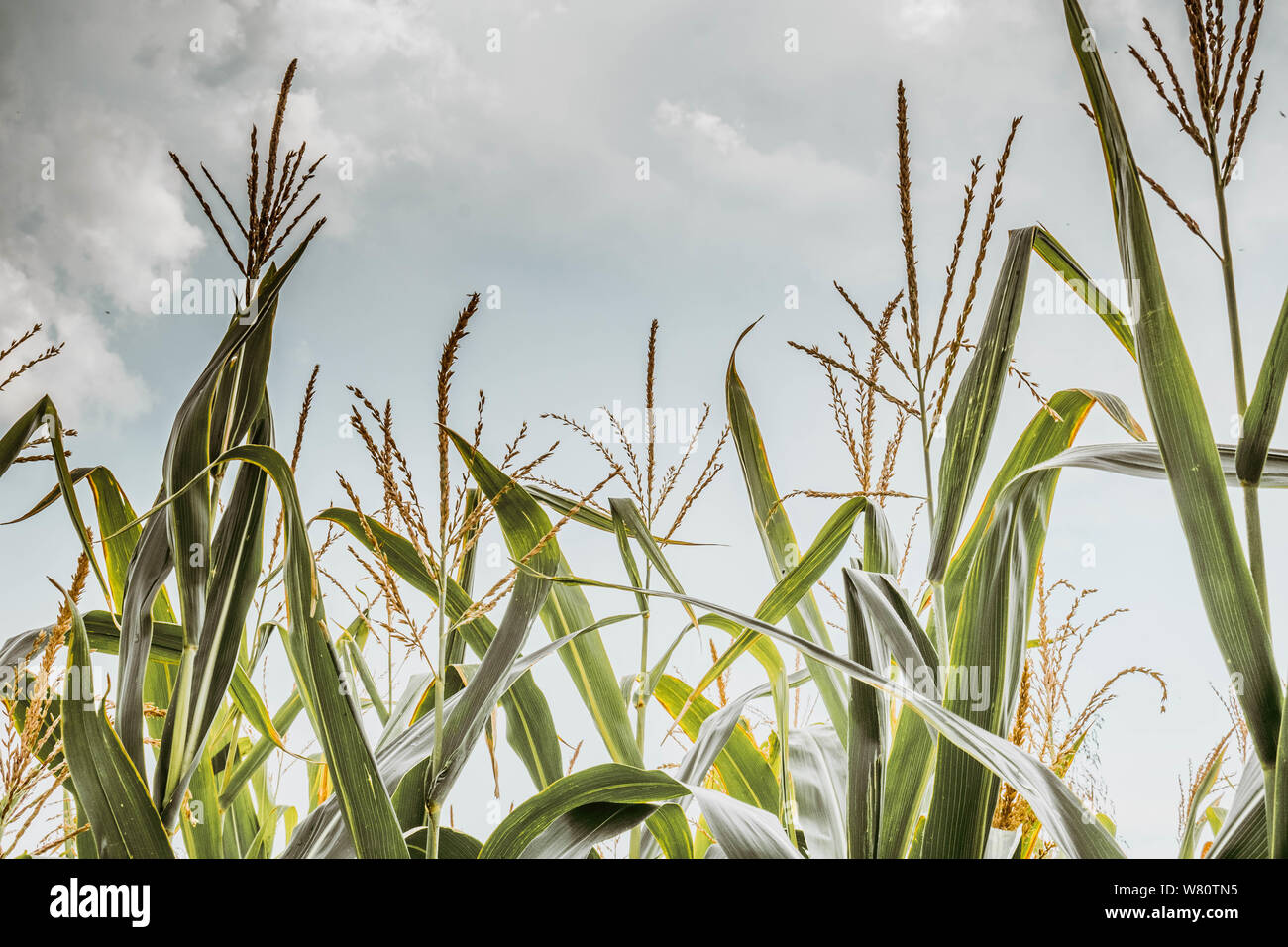 Field corn, animal feed, plants ready for cultivation near rural fields