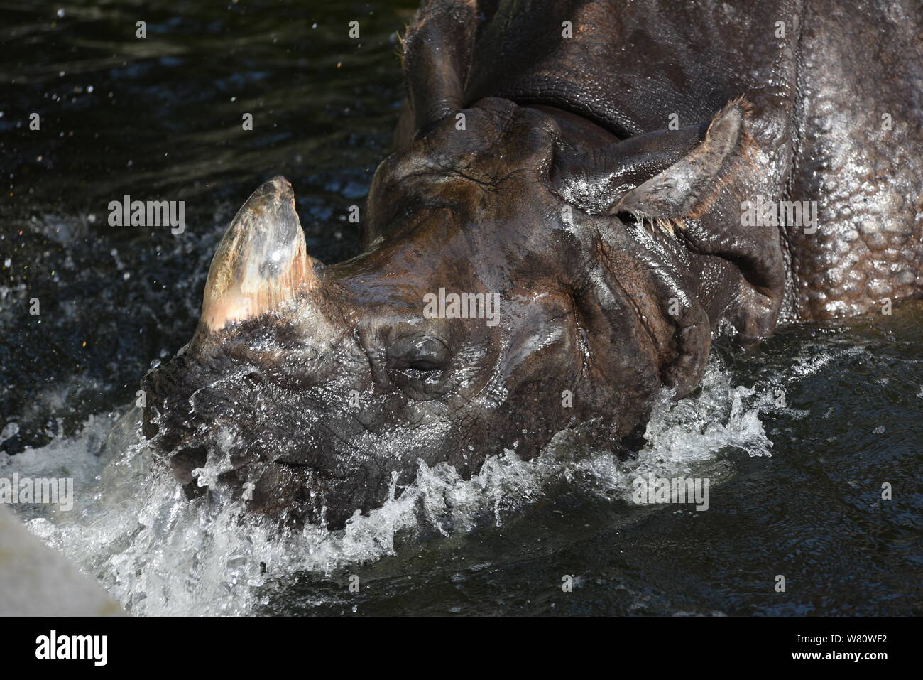 An Indian rhinoceros cools off in water at their enclosure in Madrid zoo, where high temperatures reached 37º degrees Celsius during the afternoon hours.Spanish's weather agency AEMET said that temperatures are expected to exceed 41° celsius degrees tomorrow Wednesday in southern Spain. Yellow heat warnings have been issued in parts of the provinces of Malaga and Granada. Orange heat warnings, which meaning important risk, are in place for Murcia. Stock Photo