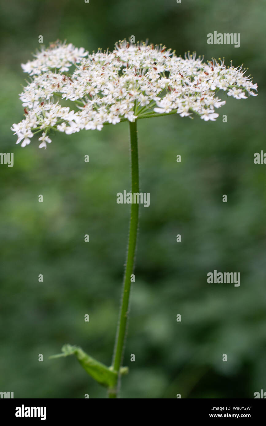 Walk weed hi-res stock photography and images - Alamy