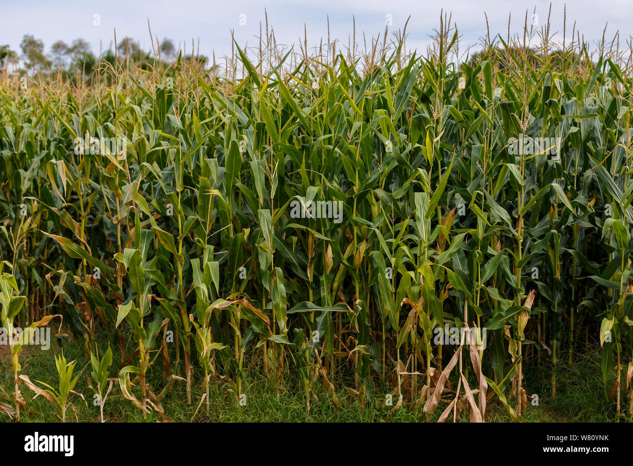 Detail of a corn field under a blue sky with clouds Stock Photo - Alamy