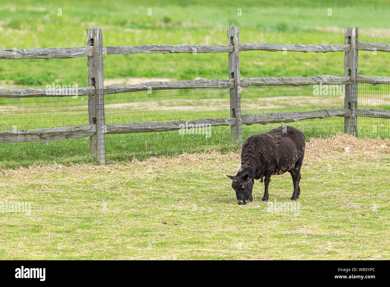 A black sheep eating grass by a wooden fence Stock Photo - Alamy