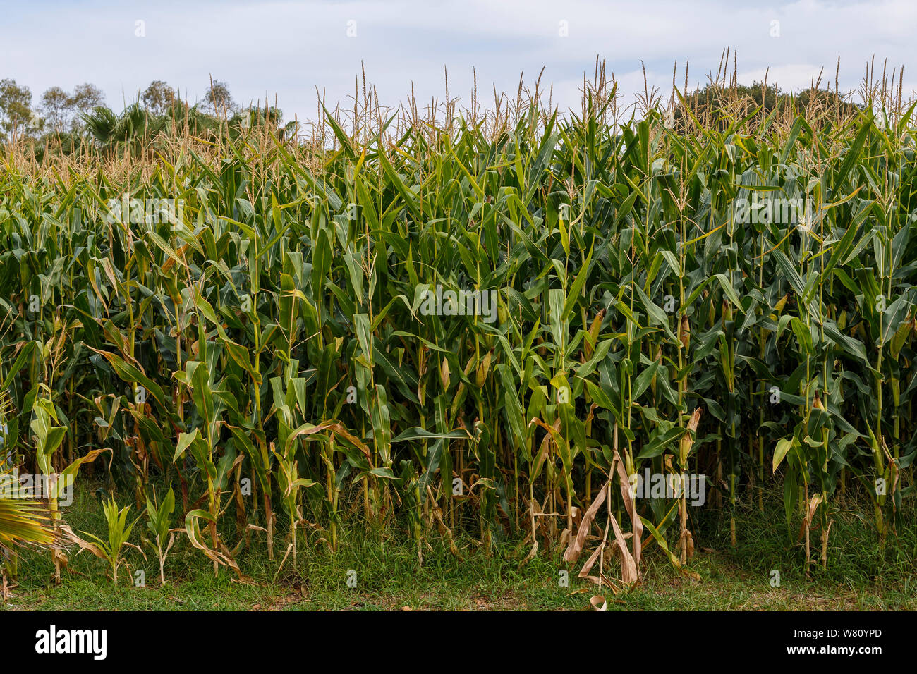 Detail of a corn field under a blue sky with clouds Stock Photo - Alamy