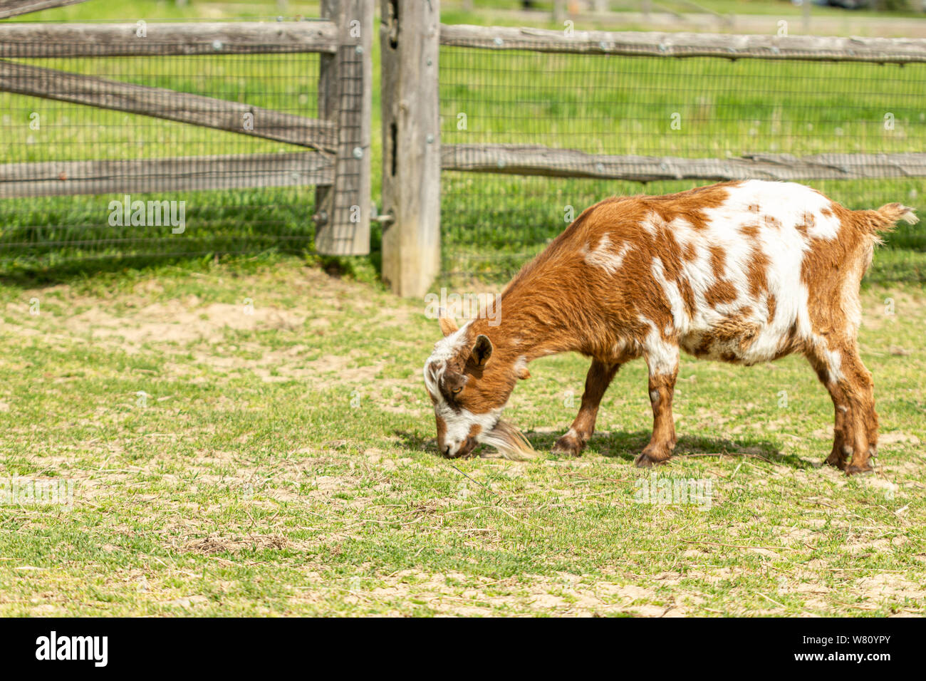 A brown goat eating grass by a wooden fence Stock Photo