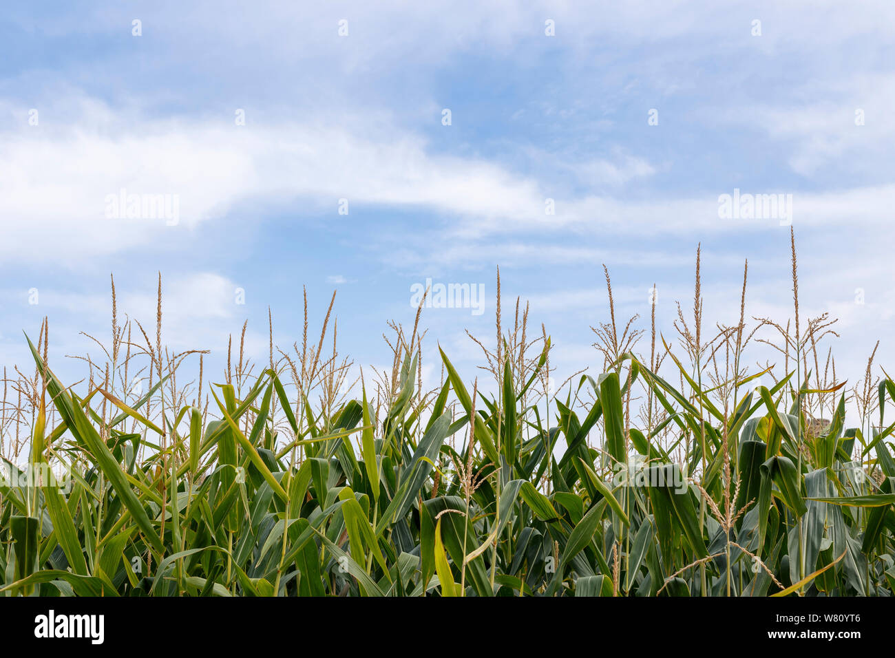 Detail of a corn field under a blue sky with clouds Stock Photo - Alamy