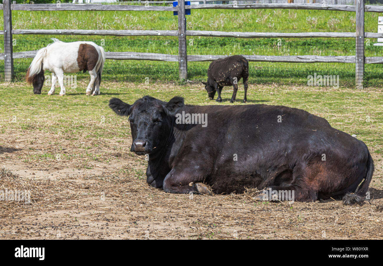 A black cow is laying on the ground Stock Photo