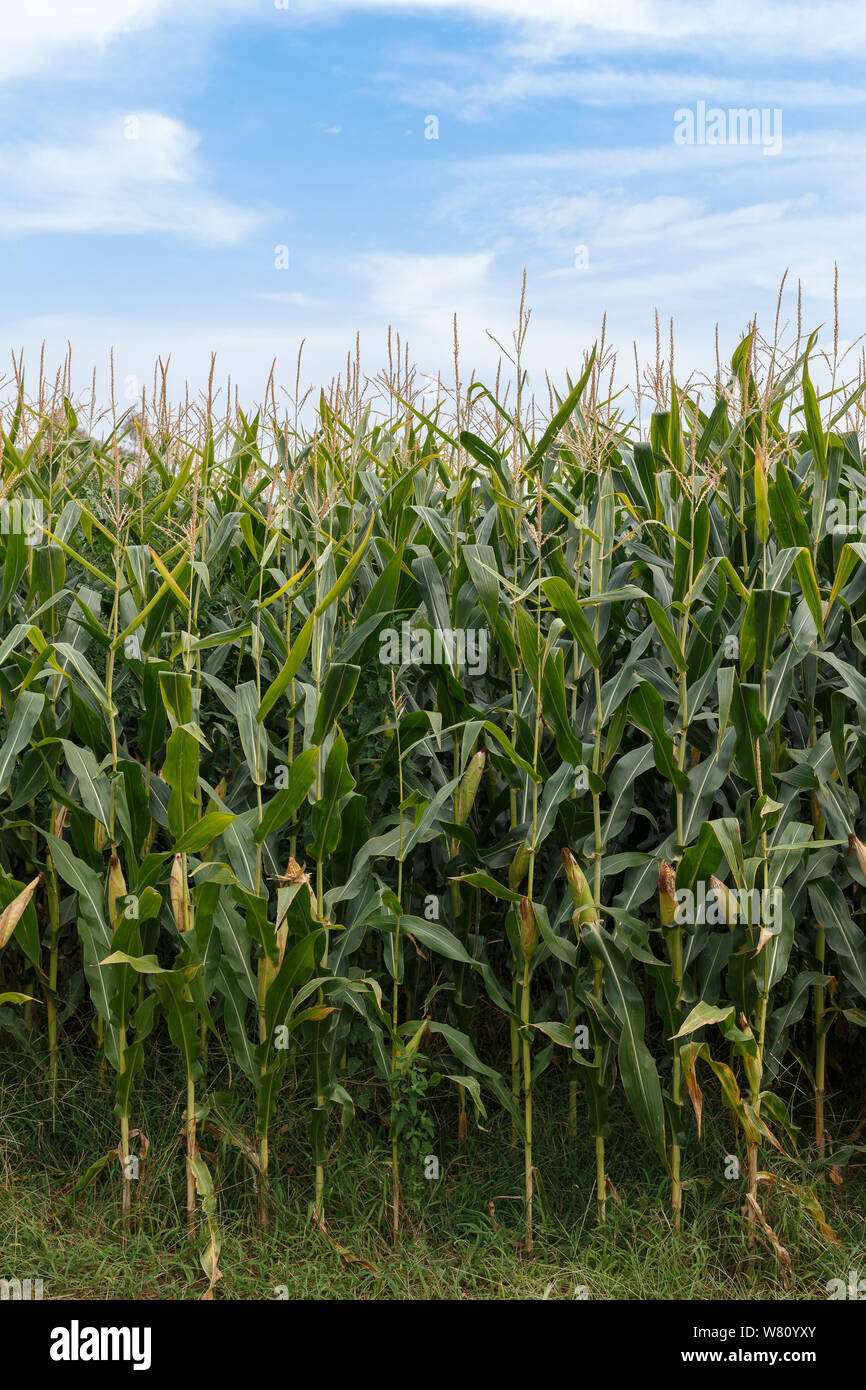Detail of a corn field under a blue sky with clouds Stock Photo Alamy