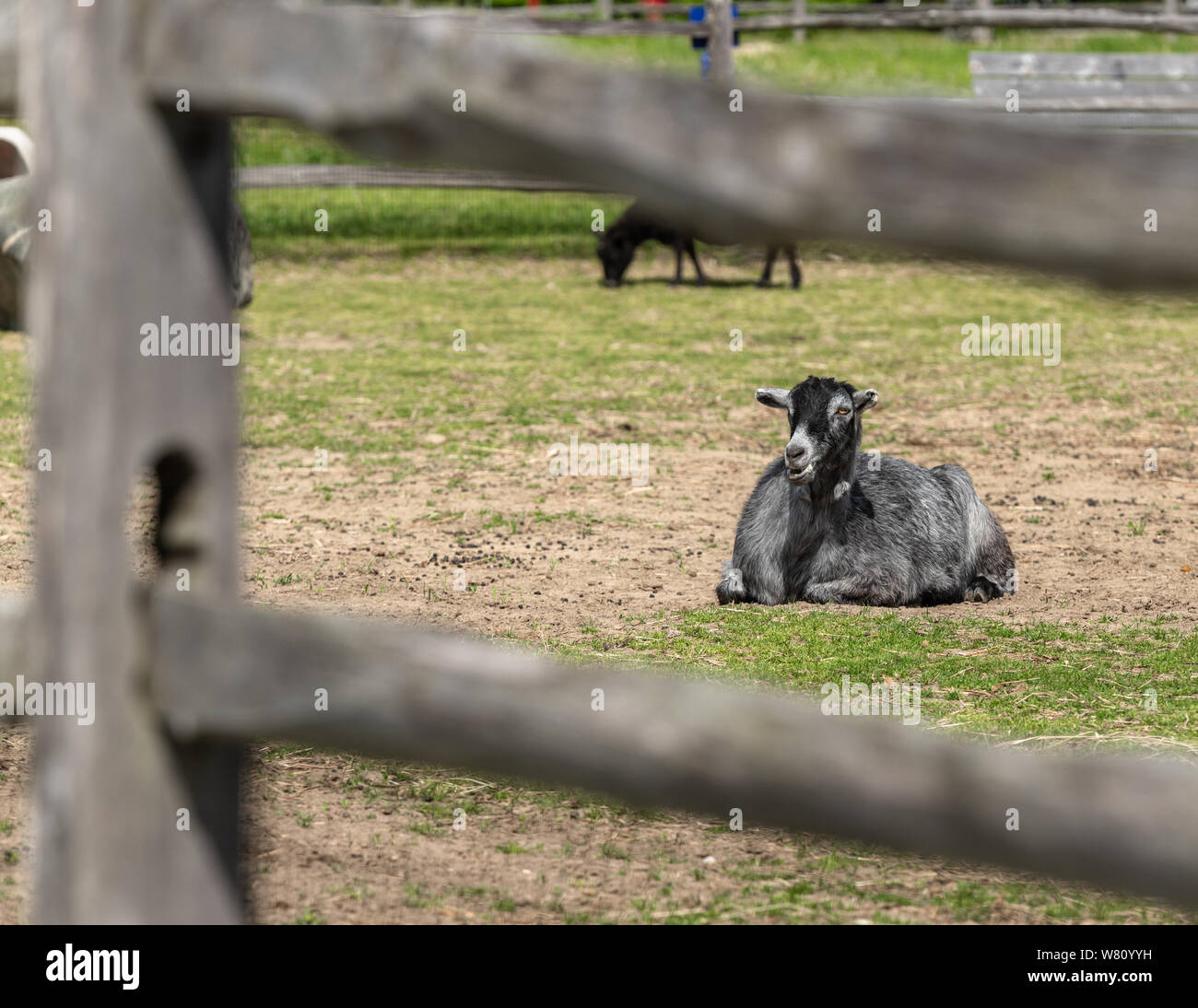 A sitting goat view through a fence is ruminating Stock Photo Alamy