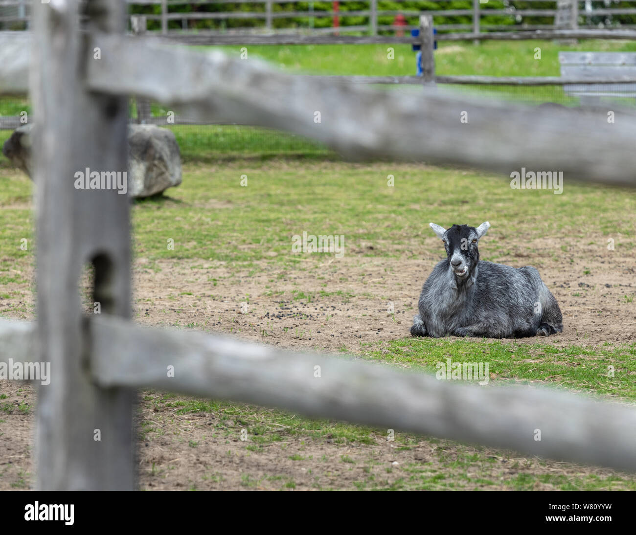 A sitting goat view through a fence is ruminating. Stock Photo
