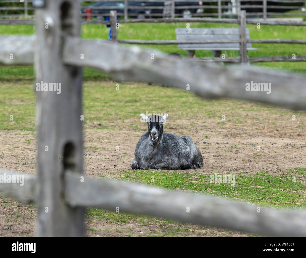 A sitting goat view through a fence is ruminating. Stock Photo