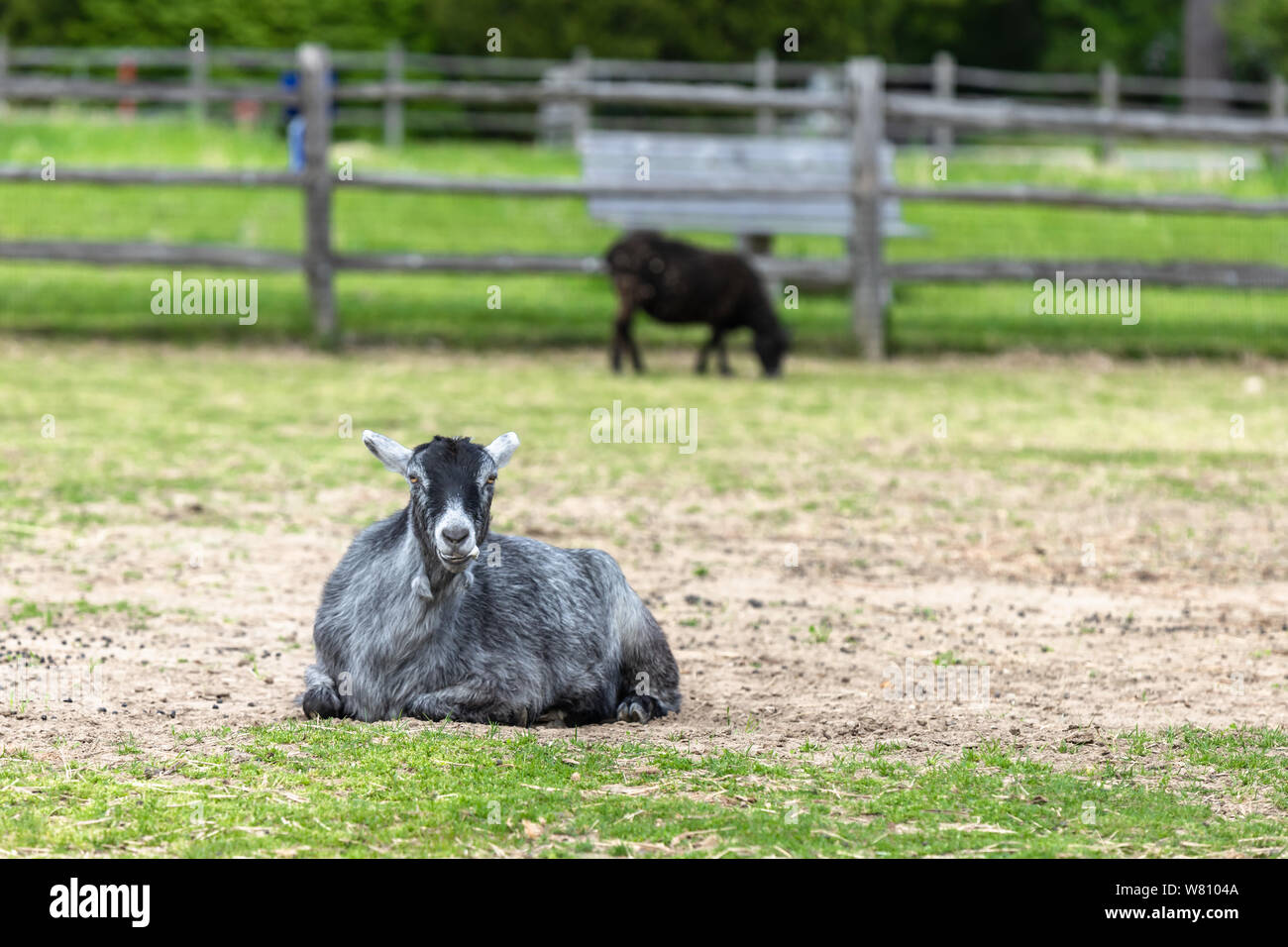 A sitting goat is ruminating Stock Photo Alamy