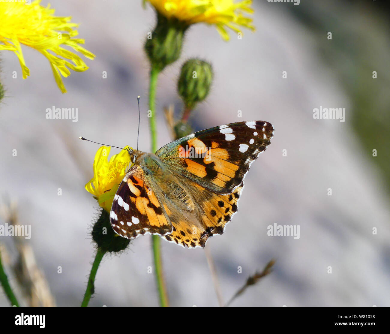 PAINTED LADY BUTTERFLY Vanessa cardui. Photo: Tony Gale Stock Photo