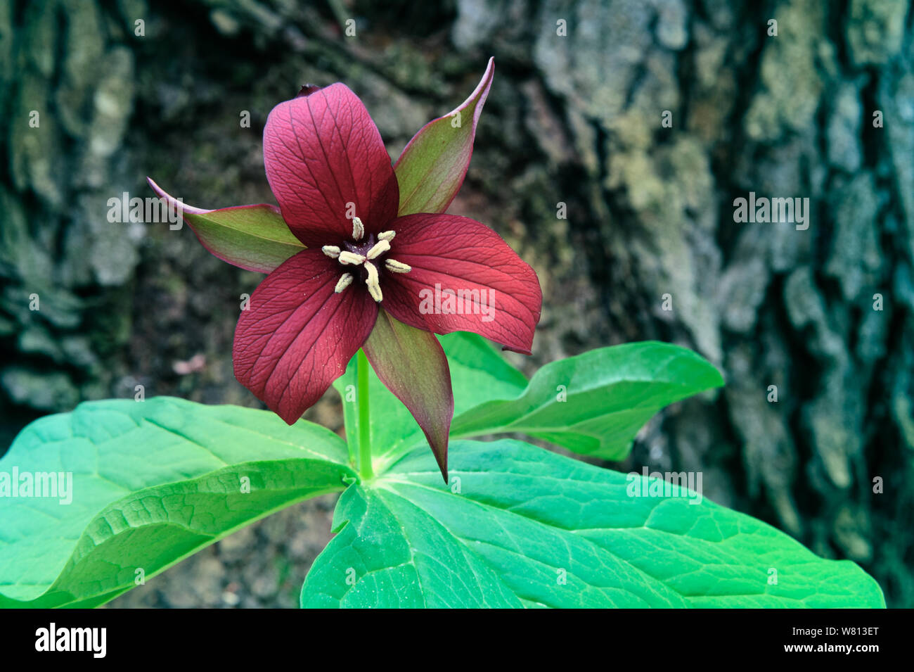 Red Trillium in front of tree bark, Ruby, Michigan Stock Photo