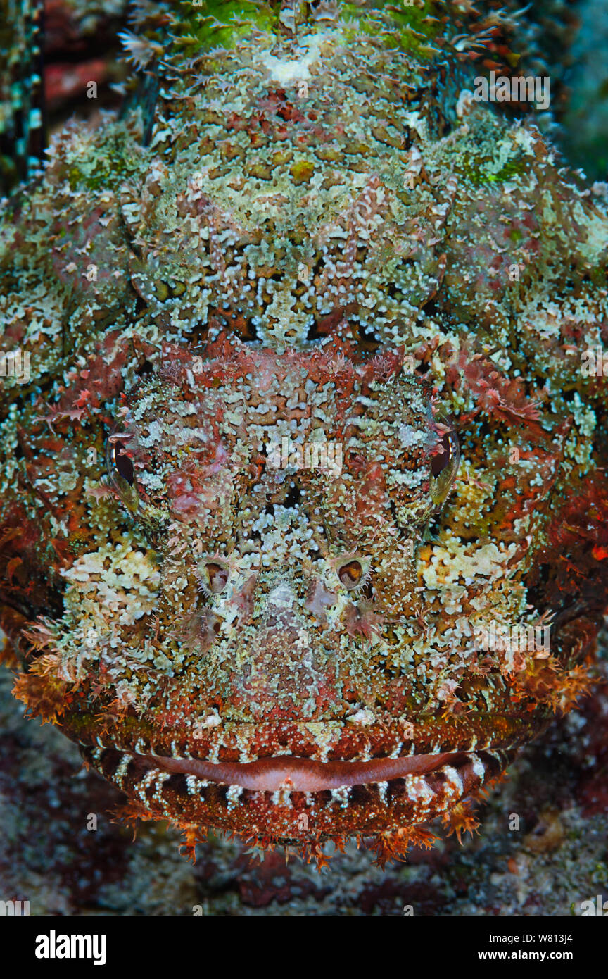 Scorpionfish (Scorpaenidae) camouflaged face, Little Cayman, Caribbean Sea Stock Photo