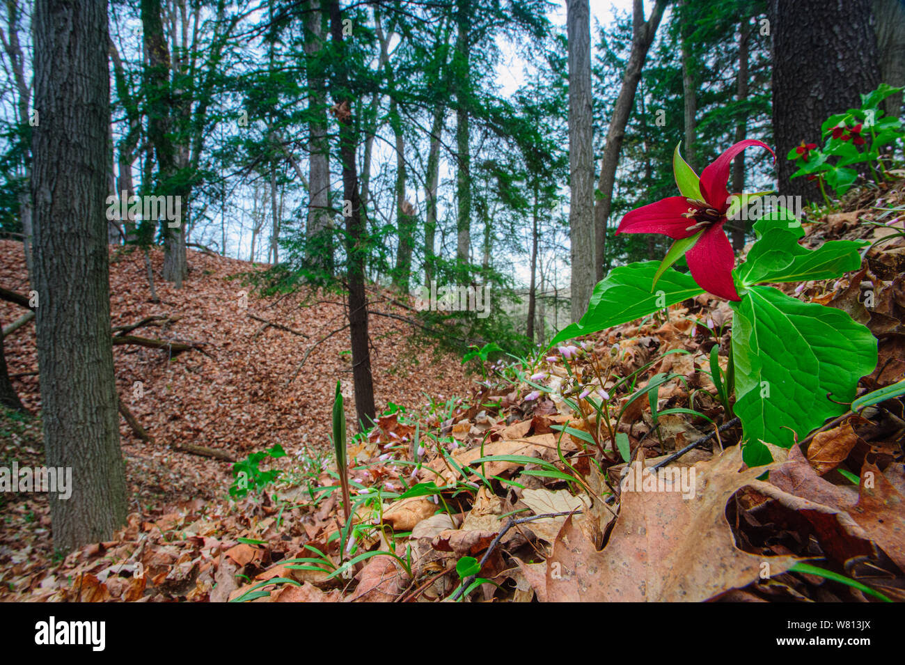 Red Trillium in forest, St. Clair County, Michigan Stock Photo