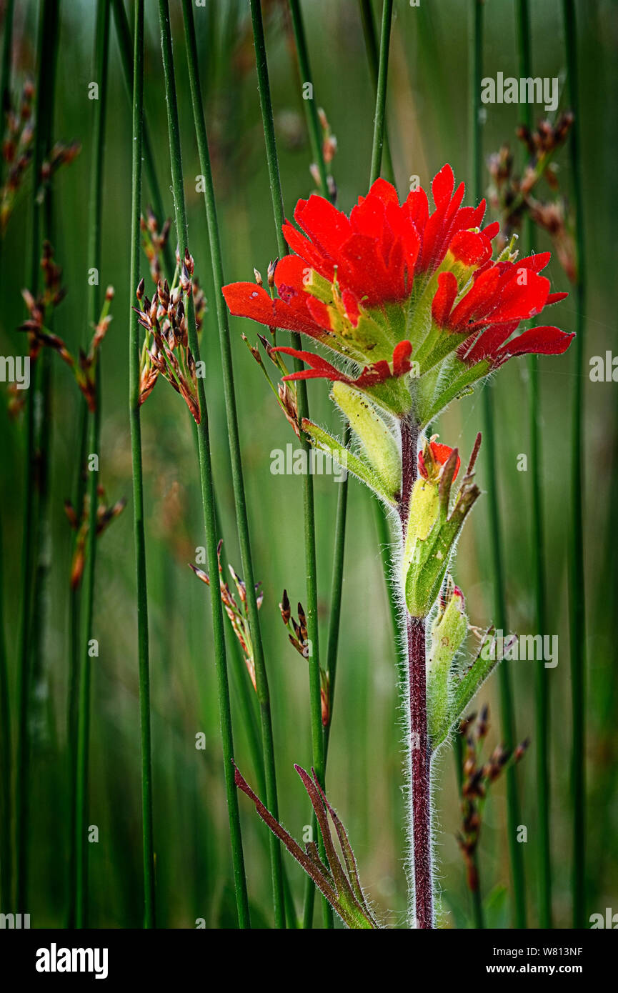 Indian Paintbrush (Castilleja) and Bullrush grows along the shallows of Northern shore of Lake Michigan Stock Photo
