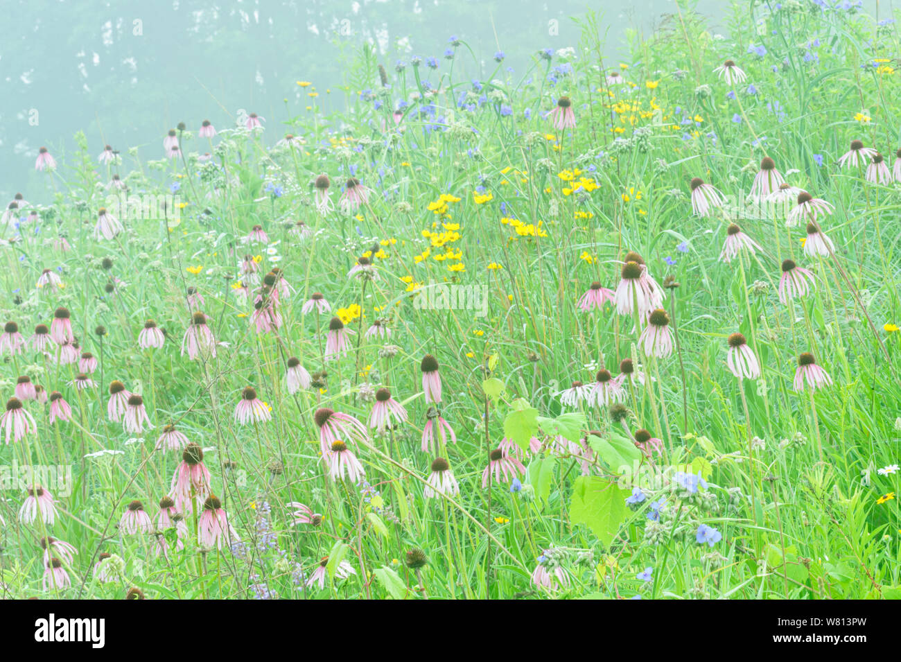 Misty Summer Wildflower Meadow of purple coneflower (Echinacea purpurea), Stoney Creek, Michigan Stock Photo