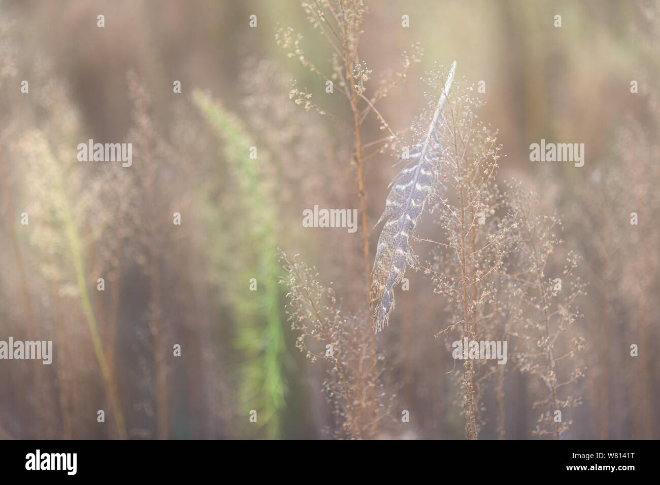 Feather in field grasses of a fallow farm field, Michigan Stock Photo