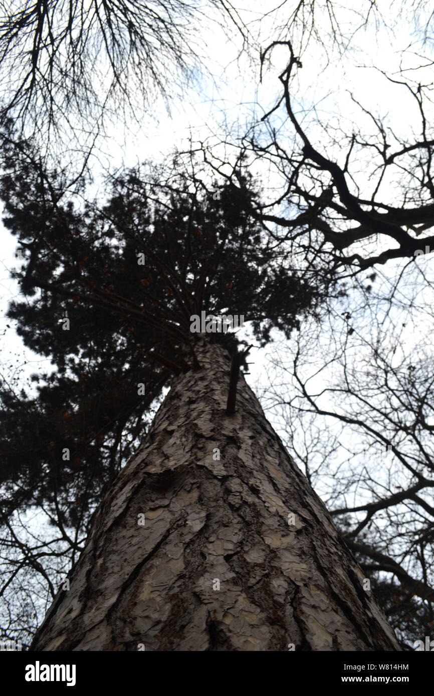 Pond pine tree (Pinus serotina) view from ground perspective Stock Photo