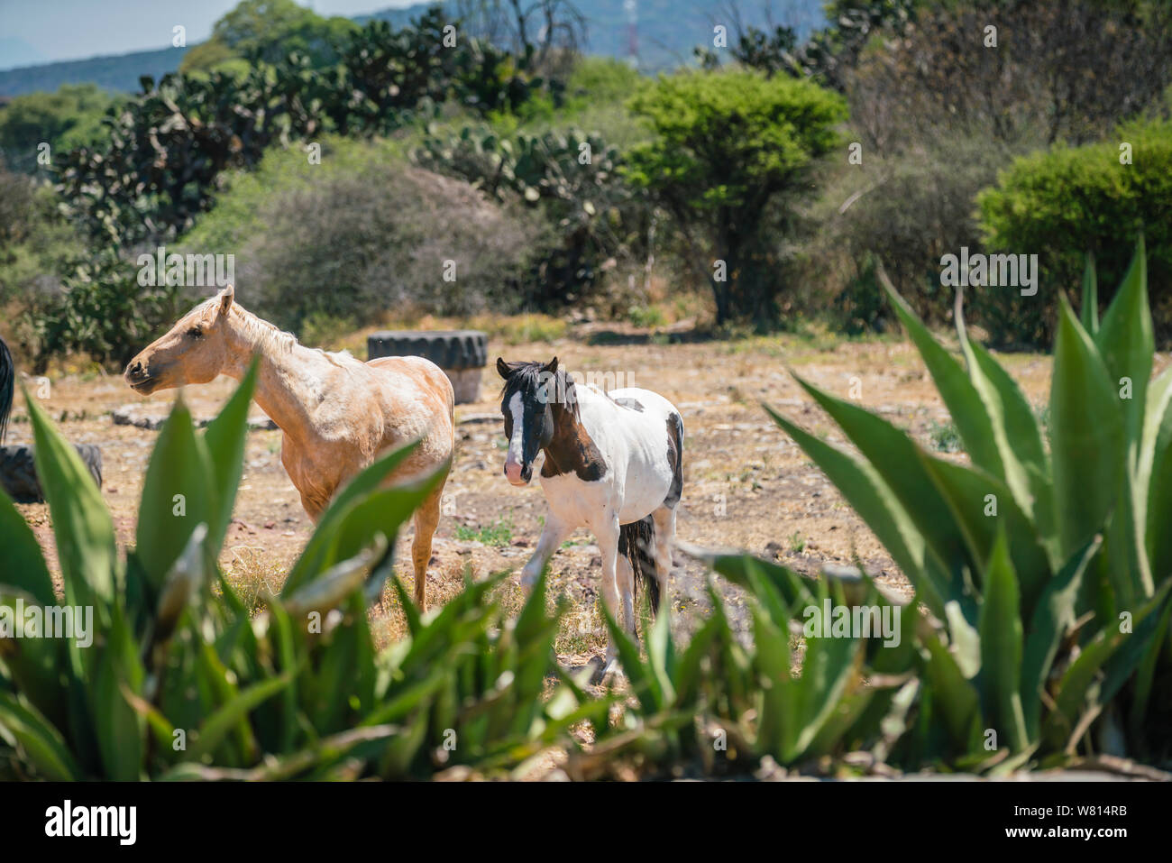 skewbald - brown and white and piebald - black and white horses in a field in mexico Stock Photo