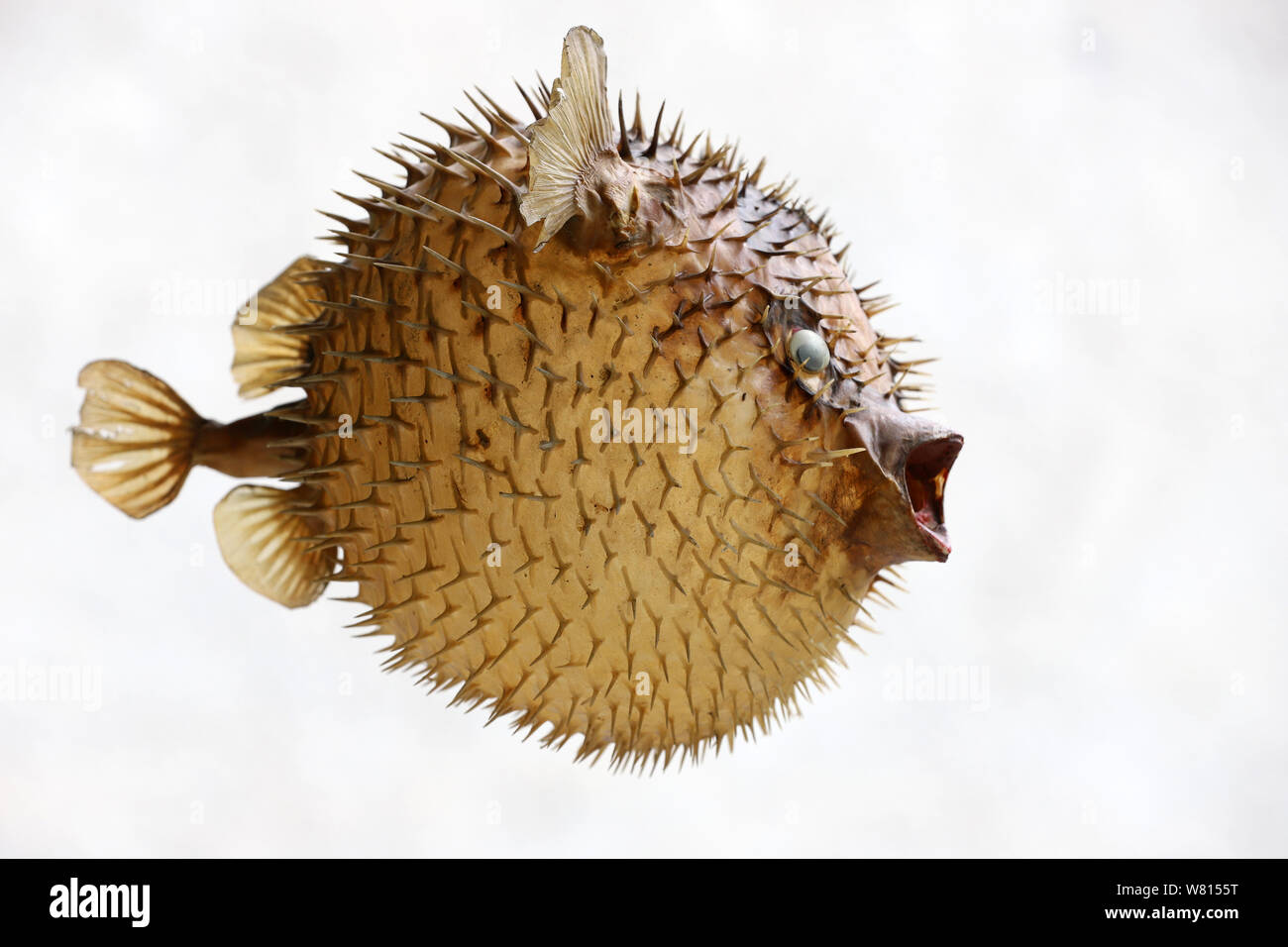 Photo of a prepared blowfish against white background Stock Photo