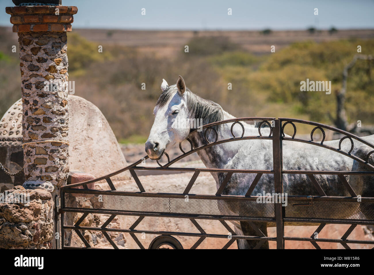 grey horse in a paddock at a working ranch peering over the iron gate decorated with horseshoes Stock Photo